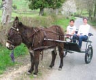 Ane et carriole