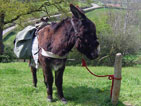 L'�ne L�o